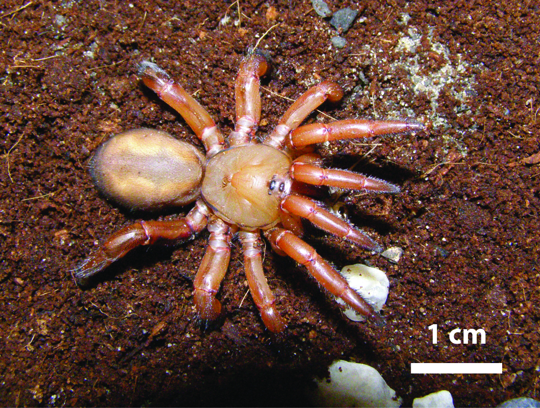 avis Et hundrede år positur African Trapdoor Spider | Continental Neoichnology Database
