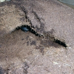 Paired burrow openings