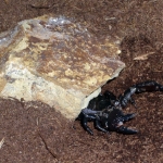 Burrow opening beneath rock