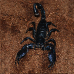 Emperor Scorpion