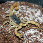 Arizona Desert Scorpion