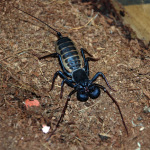 Giant Vinegaroon Whip Scorpion