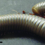 Florida Scrub Millipede