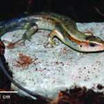 Mabuya multifaciata (Gold Skink)