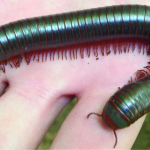 North American Millipede