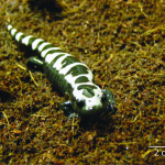 Ambystoma opacum (Marbled Salamander)