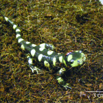 Ambystoma tigrinum (Eastern Tiger Salamander)