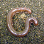 Sonoran Desert Millipede