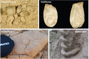 trace fossils